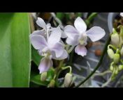 Rebecca&#39;s Orchids