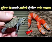 Wildlife Adventure In हिन्दी