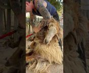 Right Choice Shearing