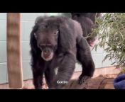 Chimpanzee Sanctuary Northwest