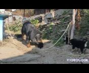 Himalayan Giants vlog