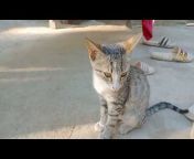 Animals Vlogs information