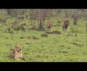 Incredible Wild Animals Sighting Channel