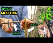 Grafting Techniques