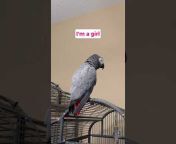 Gizmo the Grey Bird