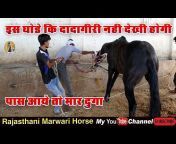 rajasthani marwari horse