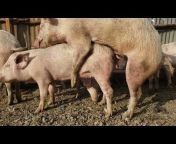 ROYAL PIG FARM