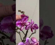 Sky Orchids