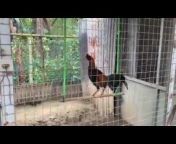 DCFC (Myanmar Fighting Cock Daily Training)