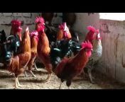 United Goat / Poultry farm Dhanbad