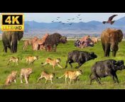 Safari Wonders 4K
