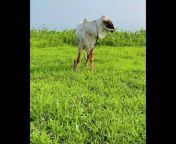 Farm7(Rathi Cow Breeding)