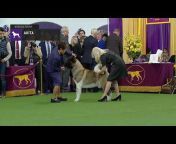 Westminster Kennel Club Dog Show