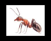Scrumptious Ants