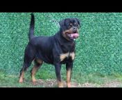 Mississippi Rottweilers