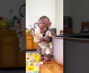 Chubby Monkey