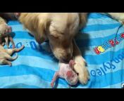 Cute Puppies Videos