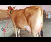 Ajay Chopra Dairy Farm ,RAHON ,Punjab