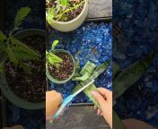 Easy plants propagation