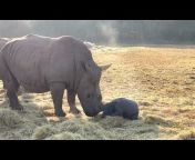 Care for Wild Rhino