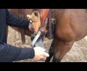 Competitive Horsemanship