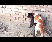 animal romance