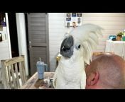 Buster The Cockatoo