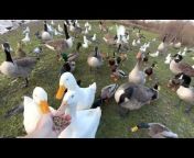 Ash Feeds Ducks