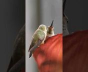 Ellie u0026 hummingbirds