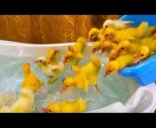 Funny Ducklings