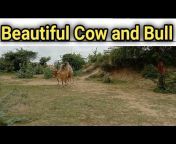 Cow Farm In Tharparkar