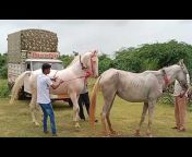 Horse of hindustan
