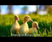 Discover Relaxation Channel