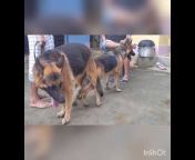 Pups of Guwahati