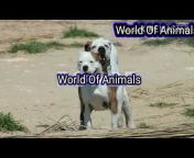 World Of Animals