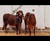 Shree Ganesh Gir dairy Rajasthan, Ajmer