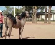 Horses Channel