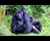 Xxxvidoeh - GORILLA TANGO Mating Gorilla Rututu and Sonja Baby Gorilla Nafi and Sadiki  from www xxx video nnimal gorilla fuck girl xxx vidoe h Watch Video -  MyPornVid.fun