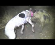 Boar Hunting For Life