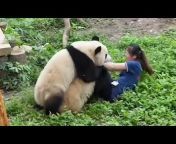 金虎Panda Jinhu
