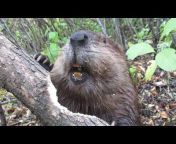 Mike’s Videos of Beavers