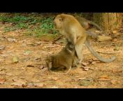 Monkey life HD TV