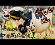 Karachi Cattle Collection