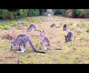 Australian wildlife photography