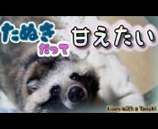 たぬきチャンネル / Lives with a Tanuki