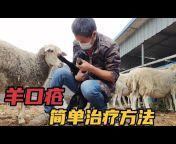 小溪养羊