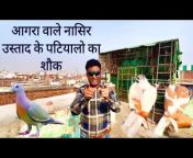 Agra pigeon lover&#39;s