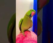 Zoomi Parrot