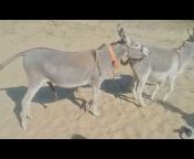 Donkey Love • 100M views • 4 months agonnnnn.