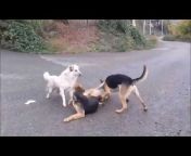 Animals fight and comedy